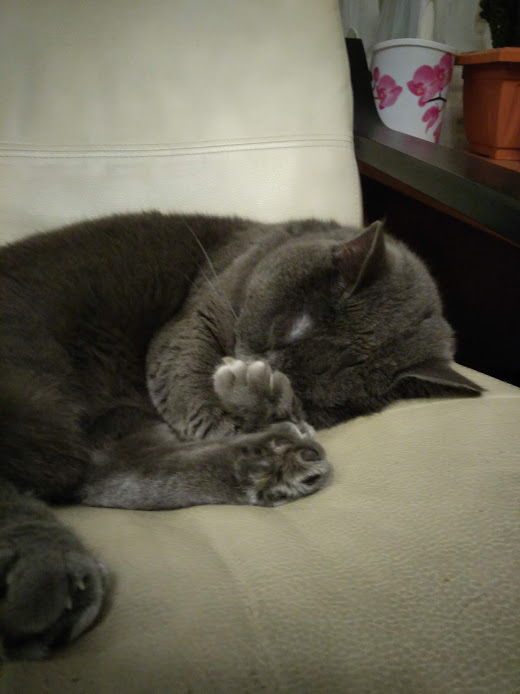 ̶К̶о̶р̶о̶н̶  Котовторник!