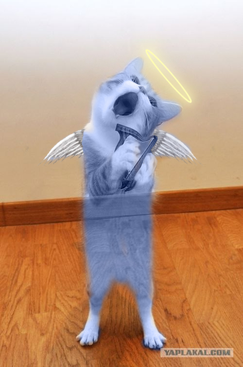 Кот певец