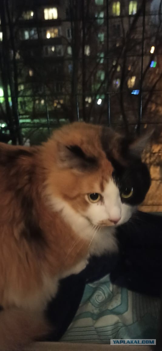 Котовторник. Добавляйте своих