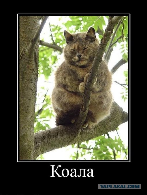 Очень злая коала
