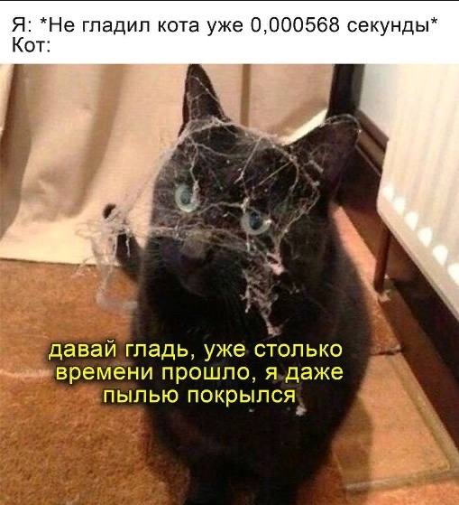 Бро, погладь, пожалуйста