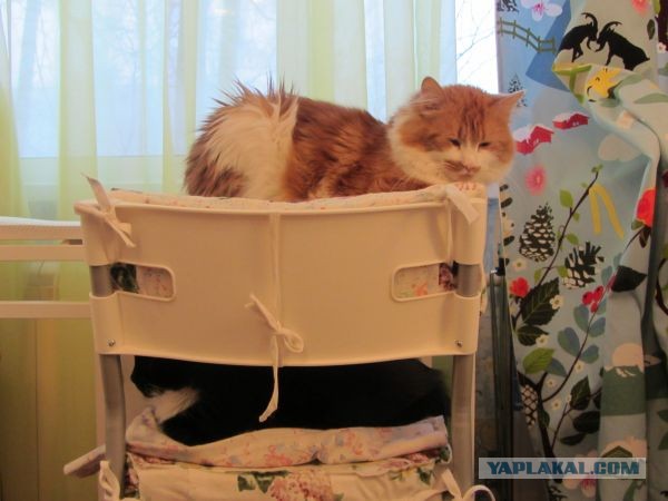 Котовторник 25.06.2013