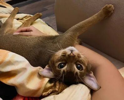 Реакция у коти прикольная