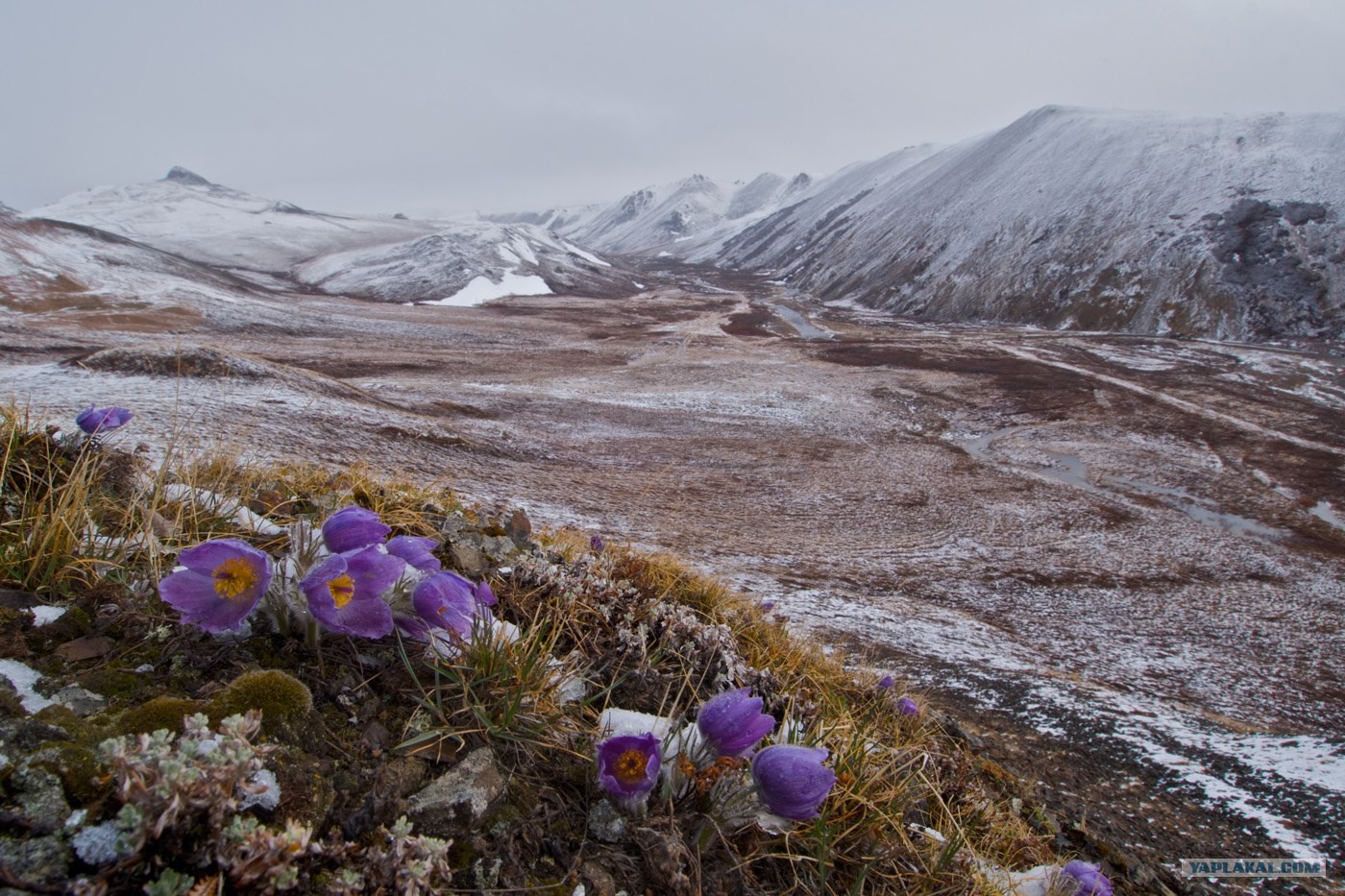 Тундра цветет весной. Чукотка тундра. Арктическая тундра на острове Врангеля. Чукотка остров Врангеля.