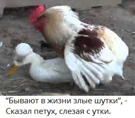 Пошлый и взрослый юмор