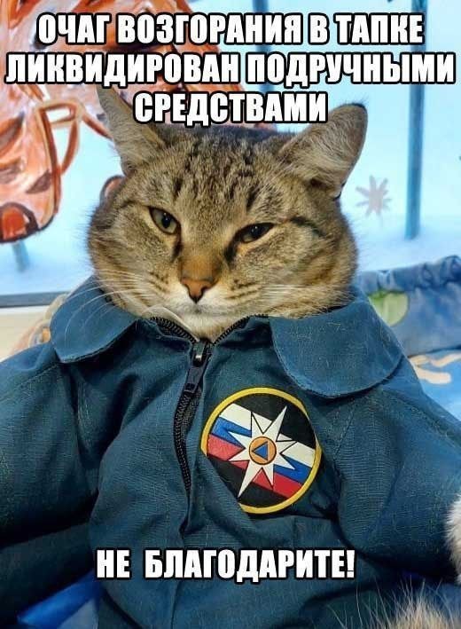 К котовторнику: подборка картинок-баянов с котиками и про котиков. Выпуск 39.
