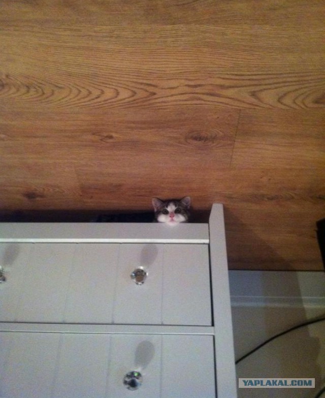 Я тебе говорил, что такое безумие?