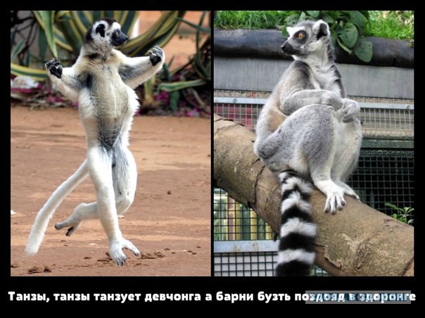 Куда мы катимся?
