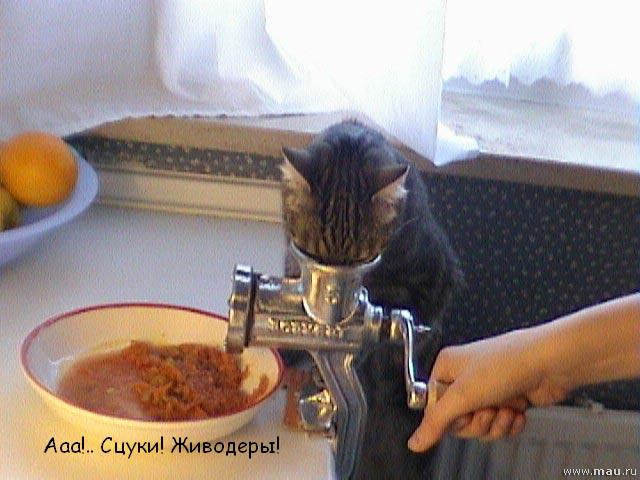 Весёлые картинки. Разбавим будни