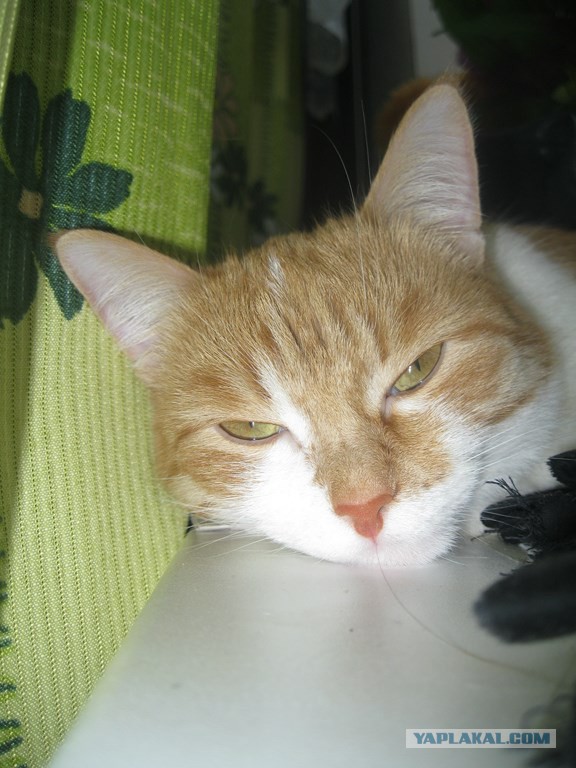 Котовторник  08.04.2014