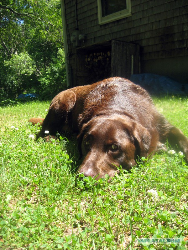 Деревенская Америка