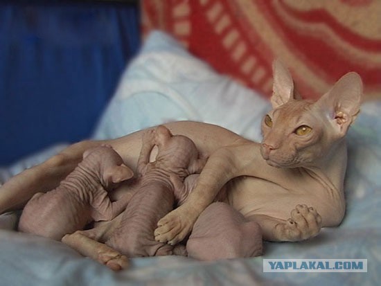 Отвернитесь. Я голый.