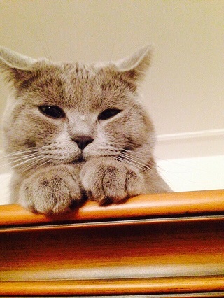 Котовторник