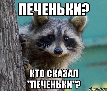 Еноты, вперёд!