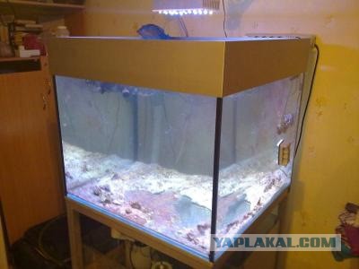 Тиранозавр среди морских червей, или как увидеть червя Боббита