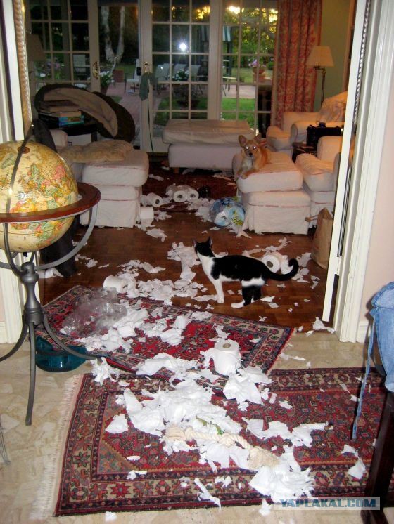 Прикольные картинки