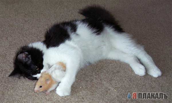 Коты, кошки, котята