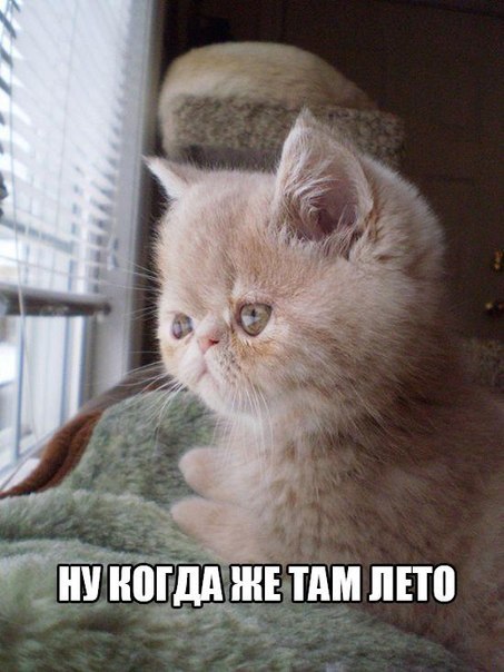 Мохнатые беспредельщики