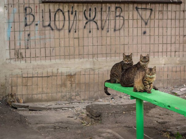 Котовторник 12.04