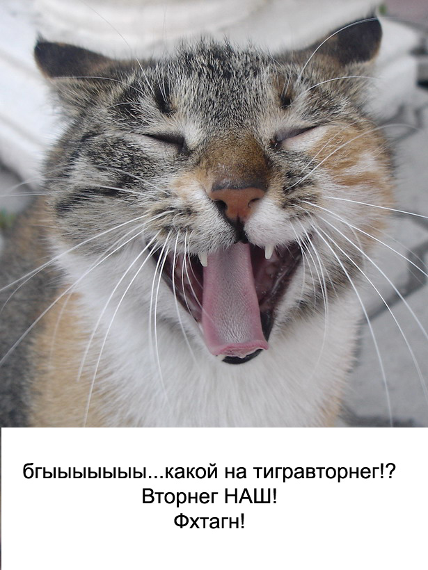 Котовторник!