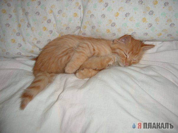 Вторничный котомёт!