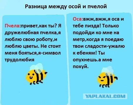 Пионерские осы.