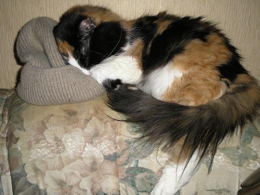Зимний котомёт