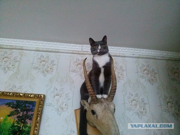 Кот - добытчик губок для мытья
