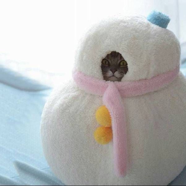 Прикольные животные