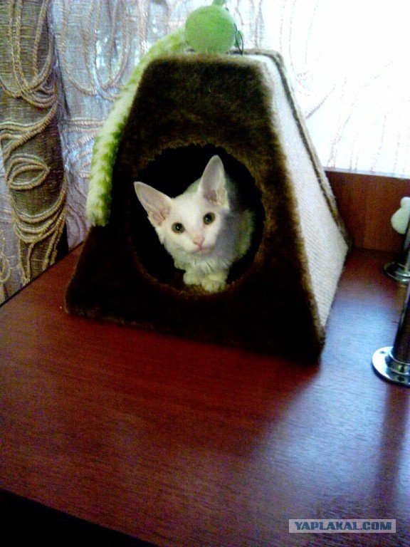 Очередное порабощение человеков