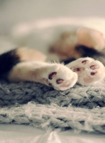 Коты из сети