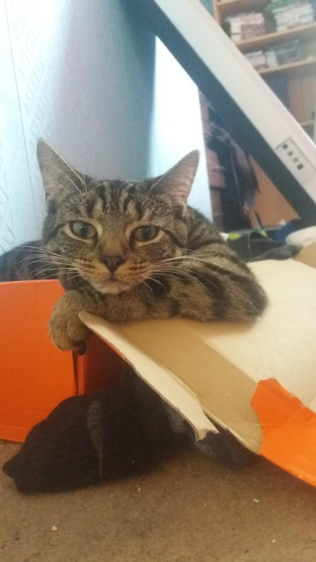 ГЛАГОЛящие коты