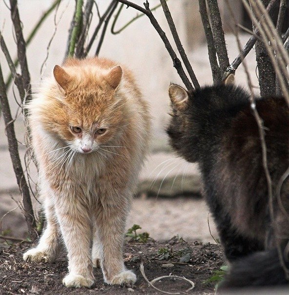 Коты из сети