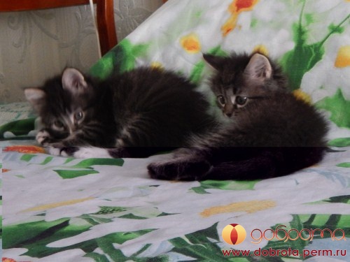 Котовторник  31.01.2017