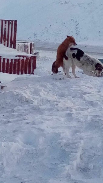 Теперь я видел всё (Почти 99+)