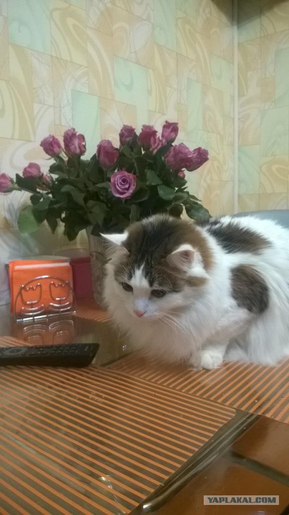 Котовторник  14.02.2017