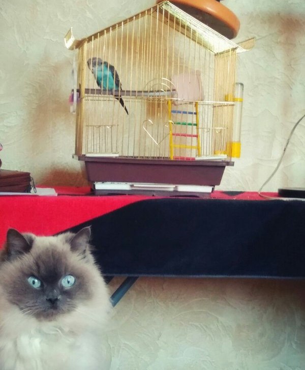 Коты и Кошки