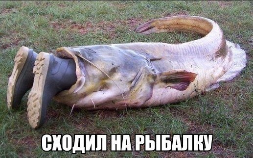 Бывают ли сомы - Людоеды?