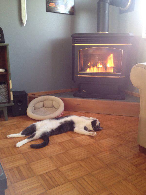 Коты и Кошки