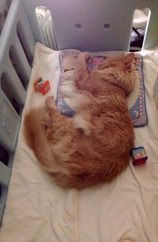 Коты и Кошки