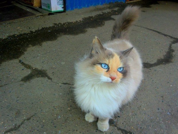 Коты и Кошки
