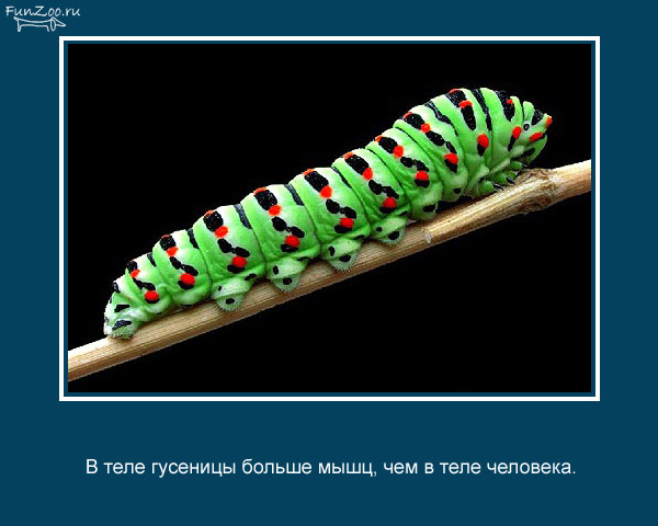 23 интересных факта о животных, которые вас удивят