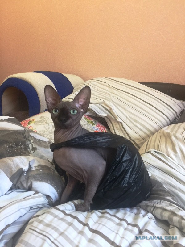 Котовторник  13.02.2018