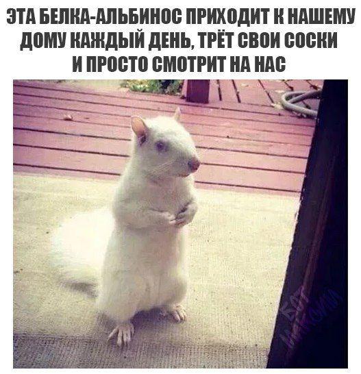 Не очень адекватный юмор