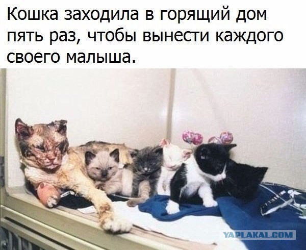 Не очень адекватный юмор
