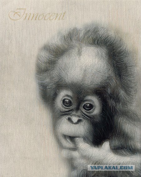 Приматы "в карандаше"