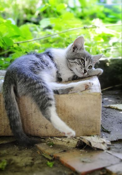 Уррааа! Котовторник на ЯПлакалъ!