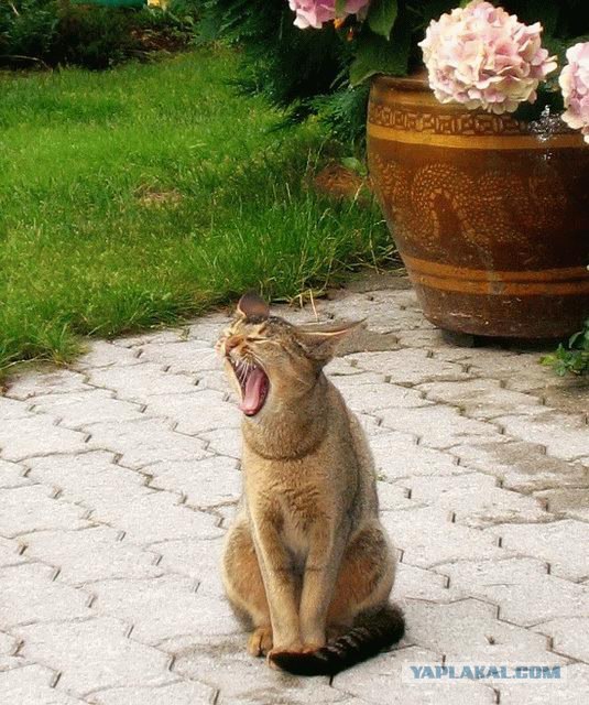Коты говорят НЕТ понедельникам! Зевающие коты