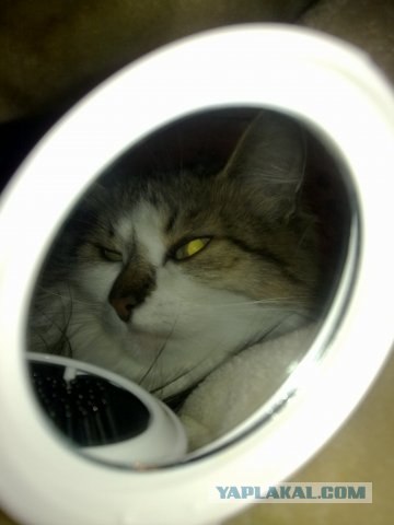 А как же котовторник?