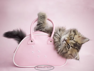Котовторник